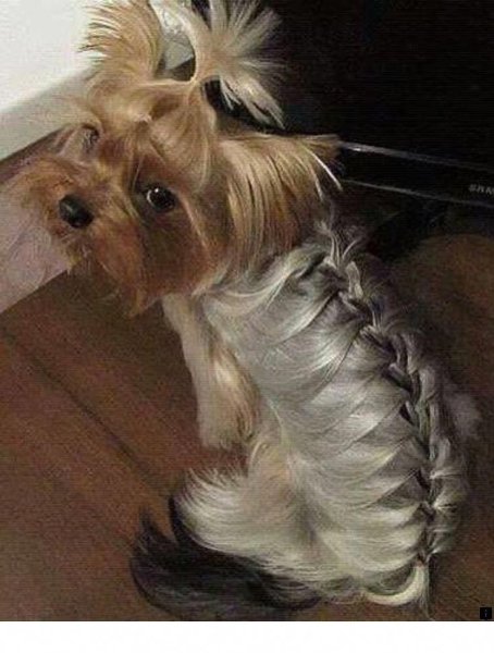 Косы у йоркширского терьера