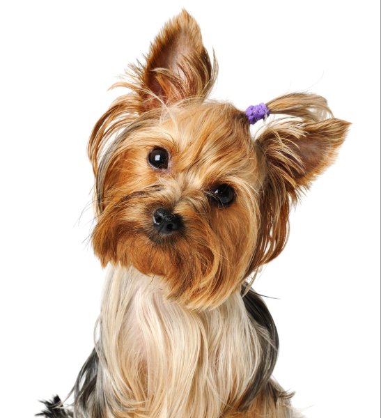 Йоркширский тойтерьер