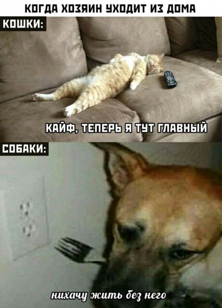 Когда хозяин