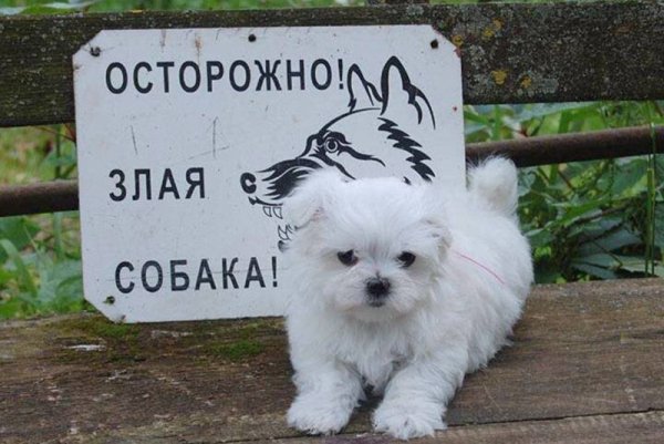 Злой собакен