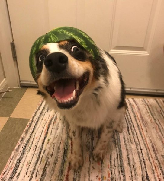 Собака с арбузом на голове