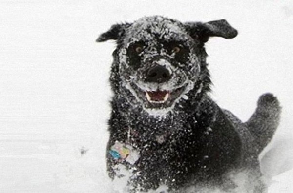 Южно-кокаинск кот