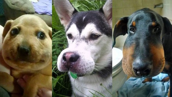 Животные покусанные пчелами