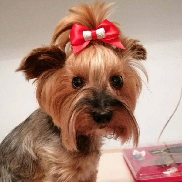 Курносый Йоркширский терьер