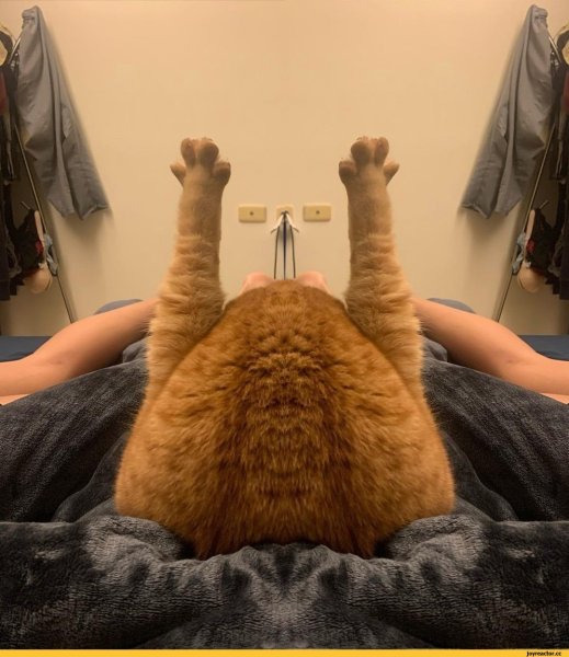 Смешные коты хоба