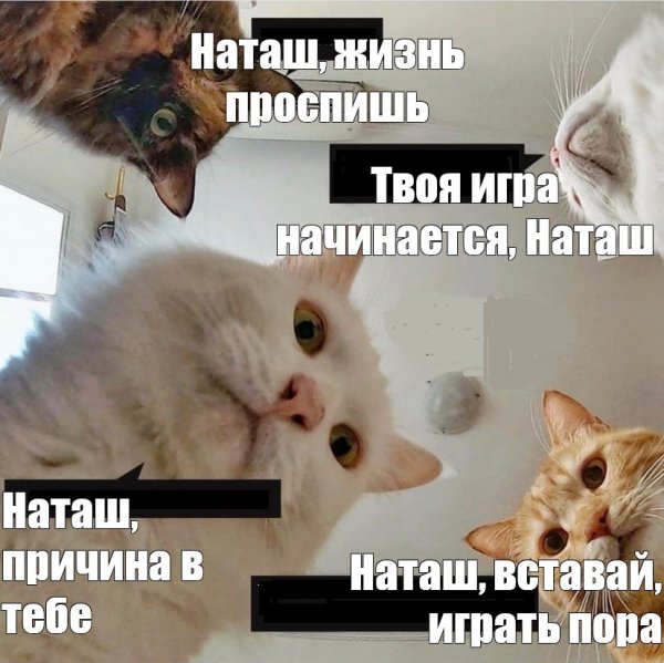 Мем с котиками Наташа