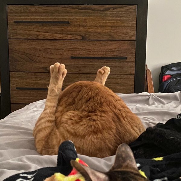 Коты хоба Дабл хоба