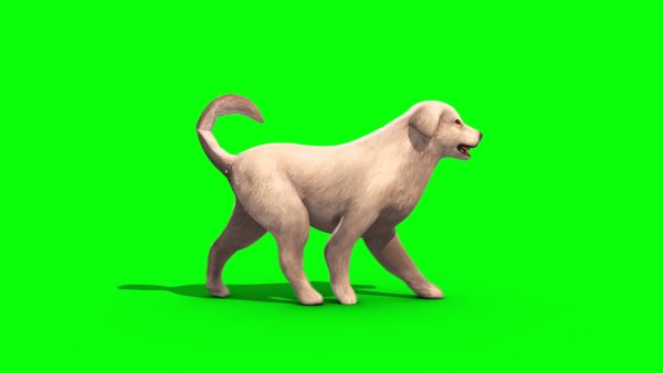 Собака на зеленом фоне