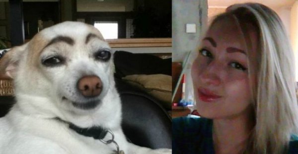 =Собака вс накрашенми бровями