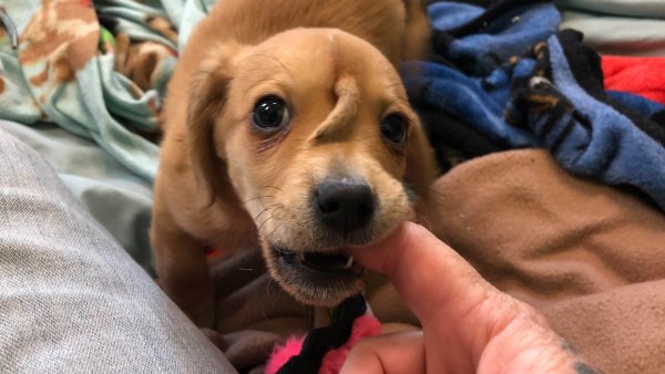 Собака с хвостиком