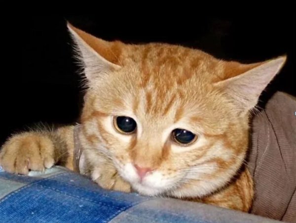 Рыжий кот плачет