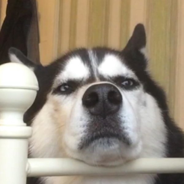 Собака с недовольной мордой