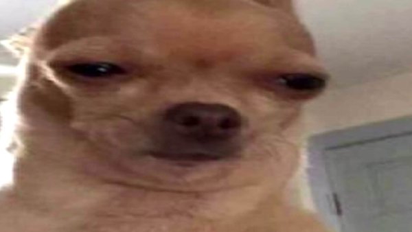 Чихуахуа щурится