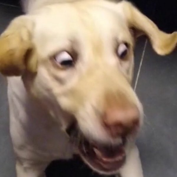 Собака испугалась