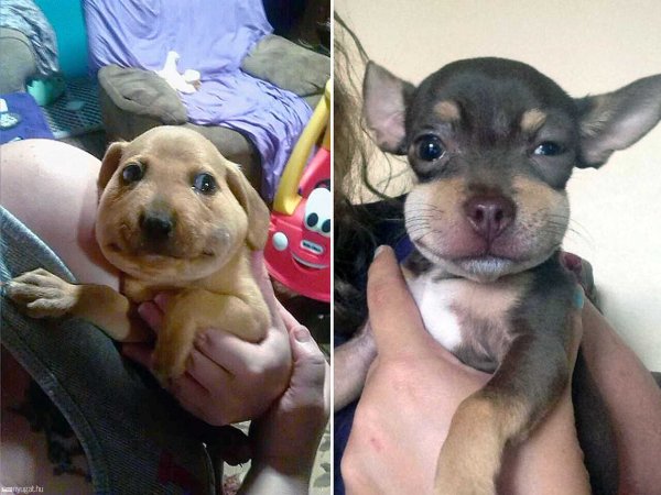 Джек Рассела укусила пчела