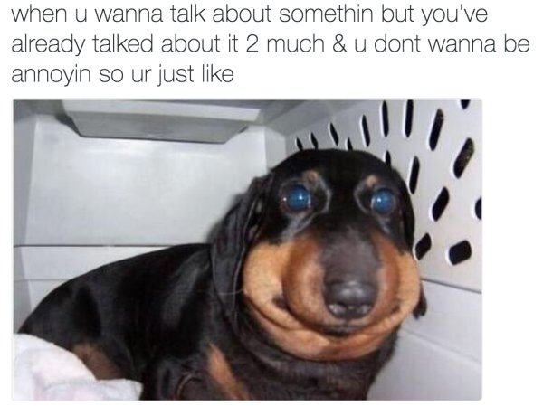 Мемы с таксами