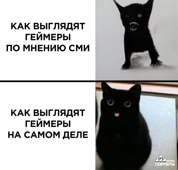 Смешные мемы с котами