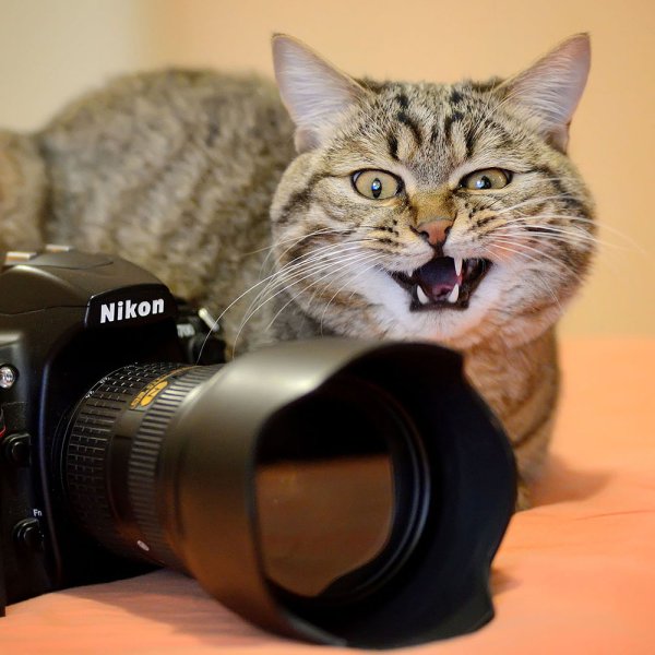 Кот с камерой