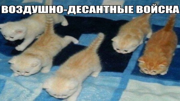 Котята в атаку Мем