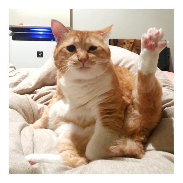 Кот с поднятой лапой