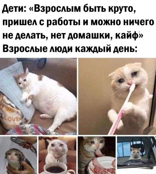 Смешные мемы про животных