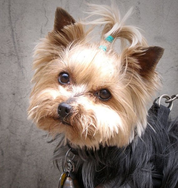 Йоркширский терьер Беби фейс