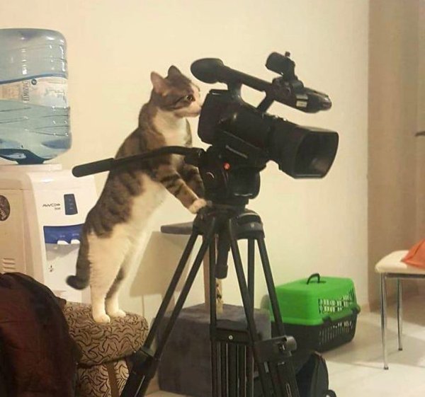 Кот с фотоаппаратом