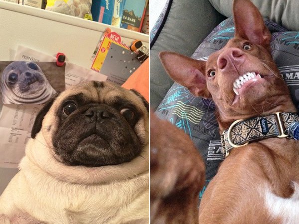 Щенок селфи