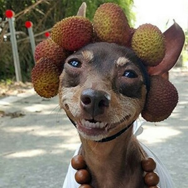 Собака с фруктами на голове
