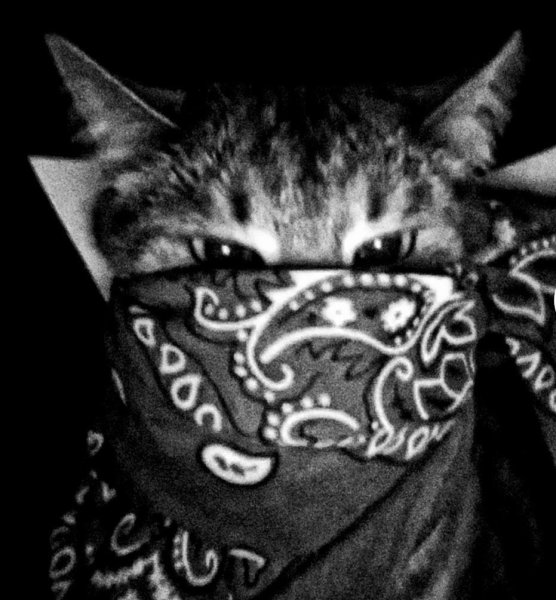 Кот в бандане