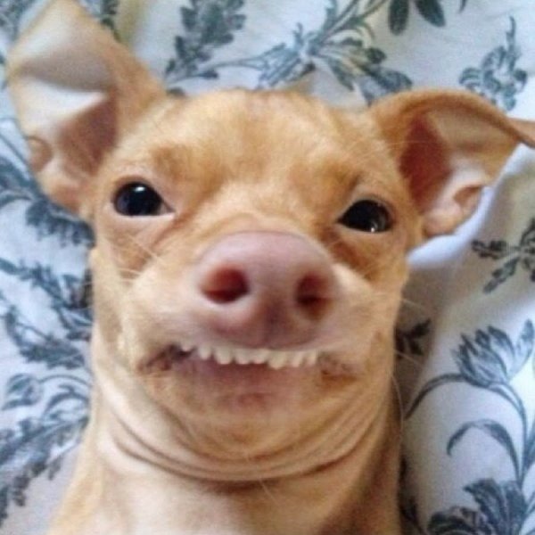 Упоротая чихуахуа