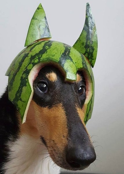 Шлем из арбуза