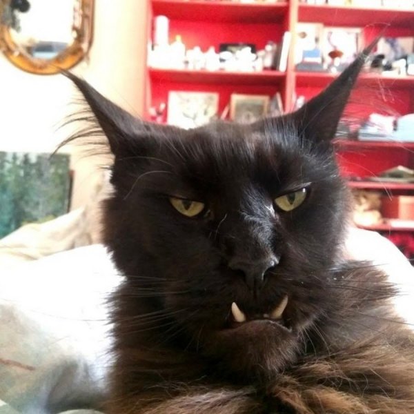 Страшные черные коты