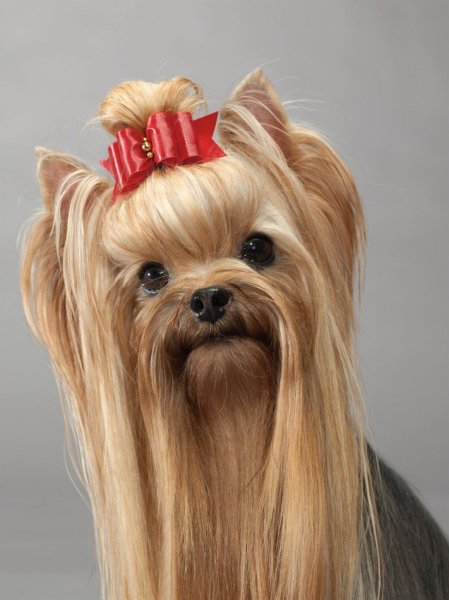 Терьер Йоркширский Малошерстный