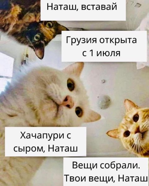 Мем коты Наташа вставай