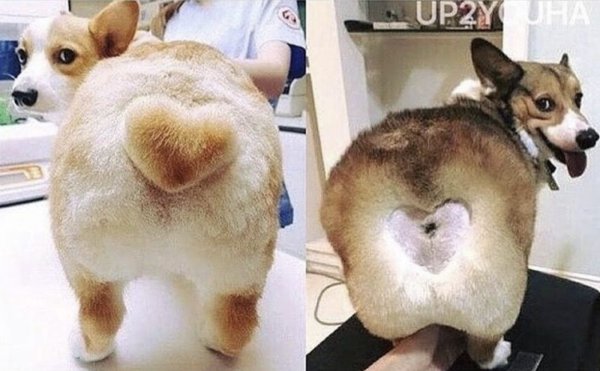 Стриженная собака