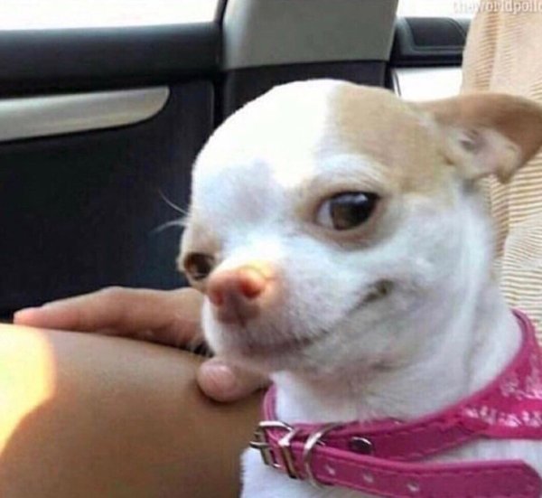 Чихуахуа кобби лиловый