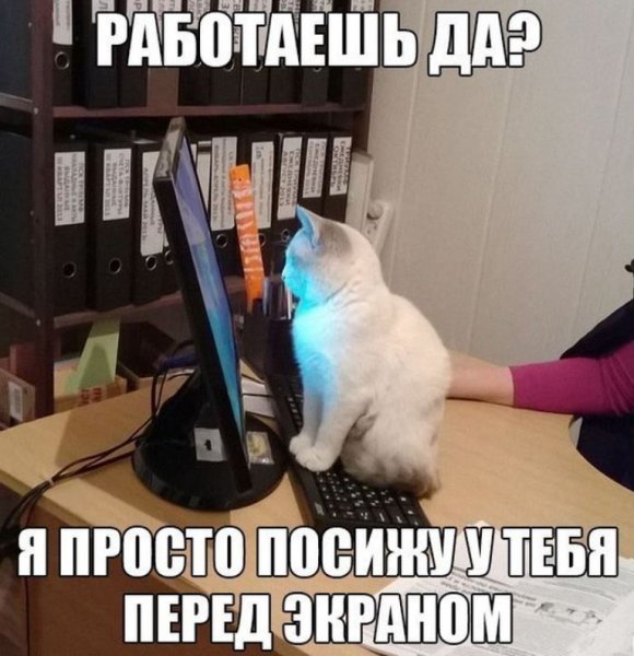 Кот на работе Мем