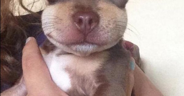 Собака которую укусила Оса