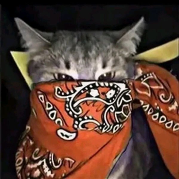 Ава кота в бондаме