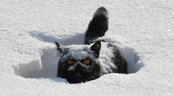 Кот в сугробе