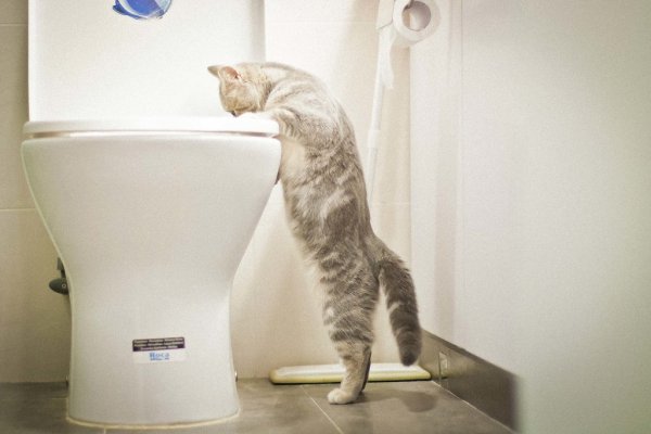 Коты рыгают