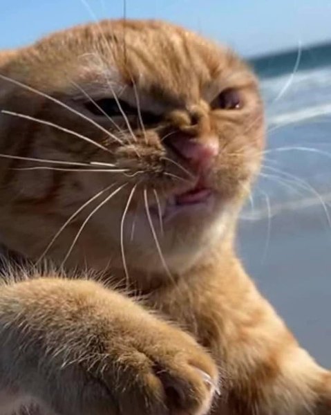 Недовольные коты