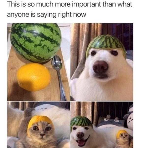 Собака с арбузом на голове