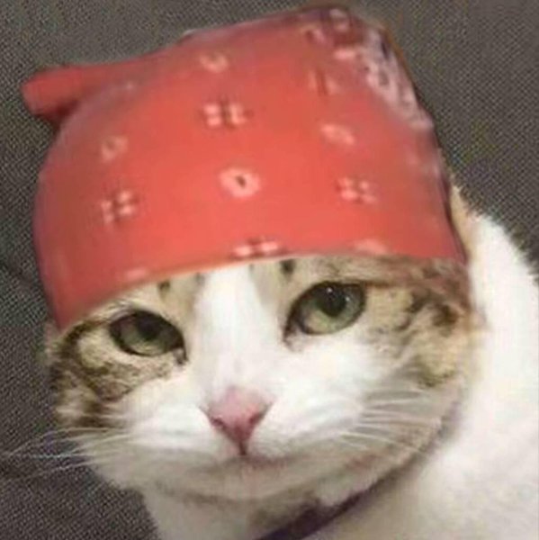 Кот в бандане Рикардо