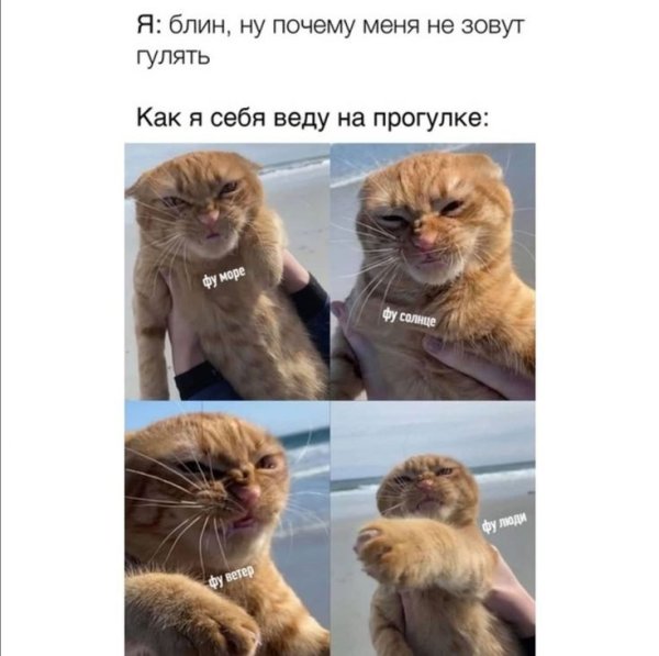 Фу море кот фу люди