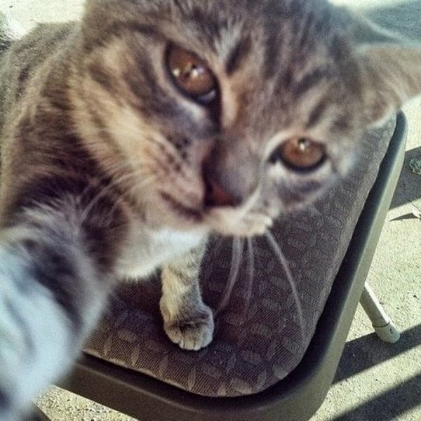 Кот фоткает себя