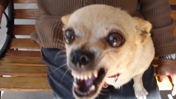 Пес буч Мем