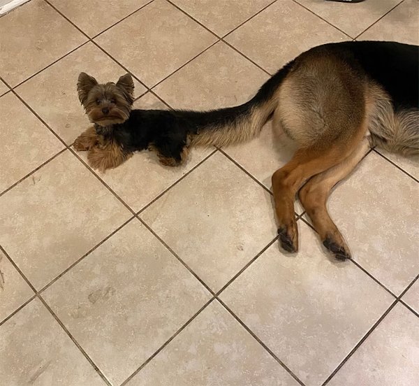 Собака завиляла хвостом