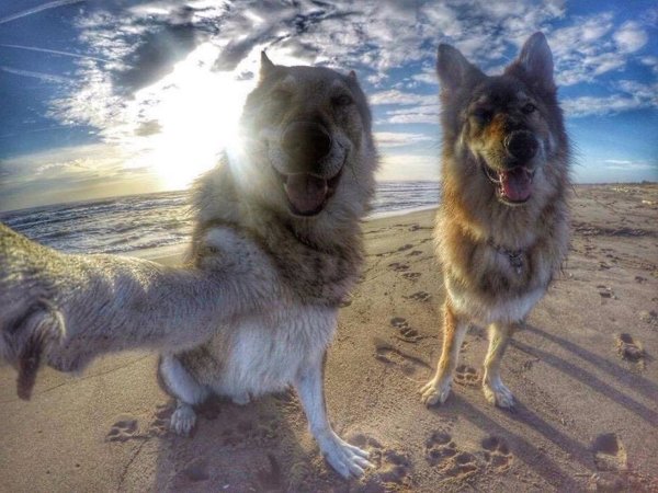 Собака фотографируется